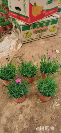 高度20厘米欧石竹