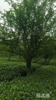 15公分垂丝海棠