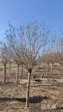 高度250厘米丁香