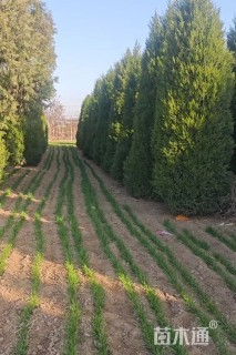 高度400厘米蜀桧