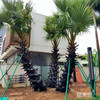 树木支架固定器