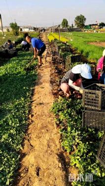 高度15厘米鼠尾草