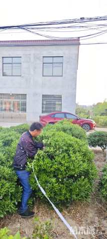 冠幅120厘米大叶黄杨球