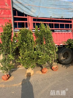 高度30厘米海桐