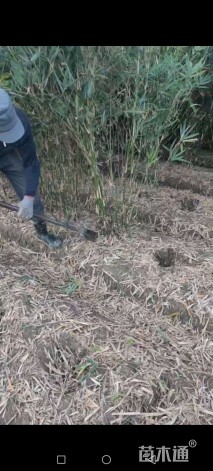 地栽苗慈孝竹
