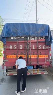 高度20厘米美国薄荷