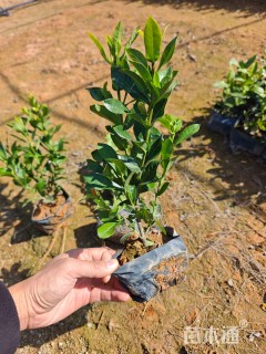 高度30厘米小叶龙船花
