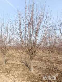 10公分西府海棠