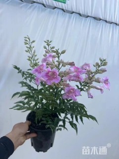 30厘米美国凌霄