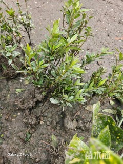 高度20厘米春鹃