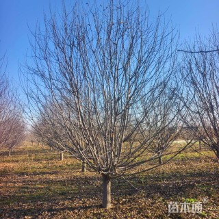 15公分绚丽海棠