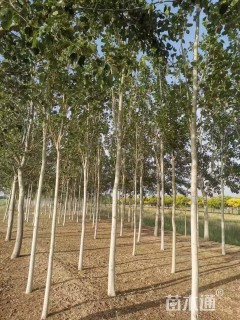 8公分毛白杨