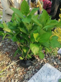 高度60厘米八仙花