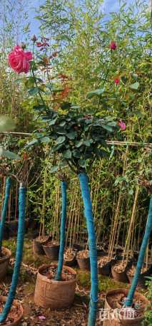 高度1厘米高杆月季