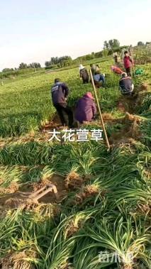 高度15厘米大花萱草