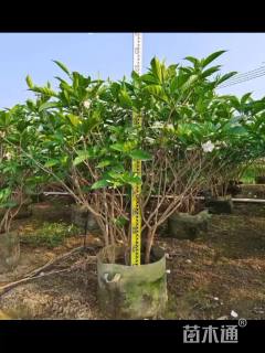 高度120厘米狗牙花