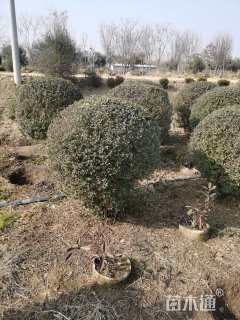 冠幅80厘米小叶女贞球