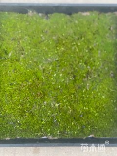 容器苗苔藓
