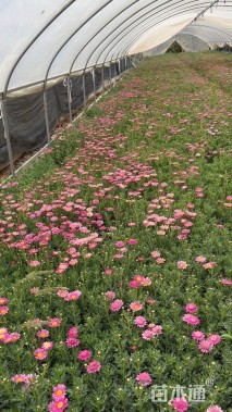 高度25厘米玛格丽特花