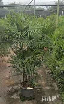 裸干高30厘米金山棕