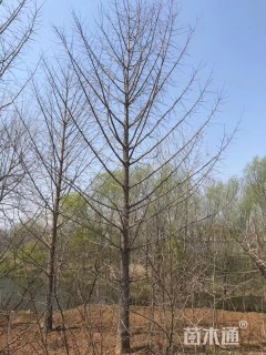 18公分银杏