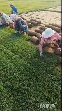 四季青草坪种子