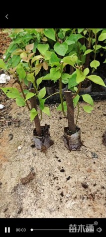 高度20厘米三角梅