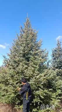 15公分绚丽海棠