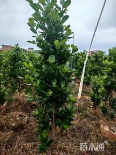 高度120厘米火山榕