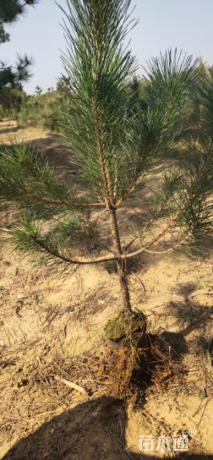 高度100厘米黑松