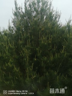 高度3000厘米白皮松