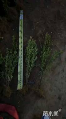 高度60厘米瓜子黄杨