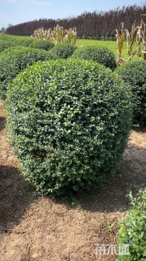 冠幅120厘米小叶女贞球