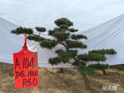 16公分造型黑松