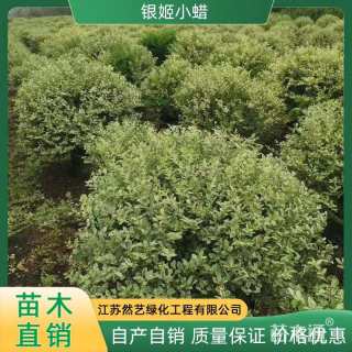 冠幅50厘米银姬小蜡球