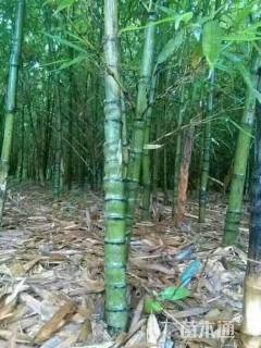 2公分罗汉竹