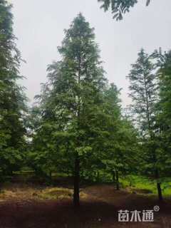 高度40厘米红花夹竹桃