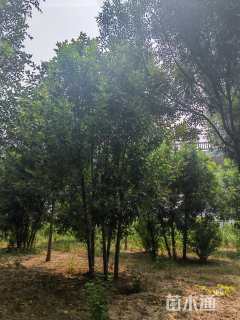 高度800厘米丛生白蜡