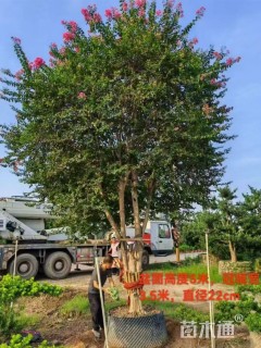 高度350厘米红花紫薇