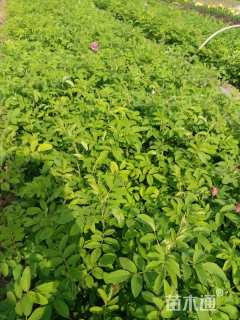 高度30厘米四季玫瑰