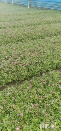 高度20厘米粉花绣线菊