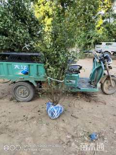 高度100厘米水栒子