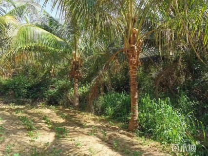 裸干高2000厘米椰子树