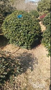 冠幅200厘米无刺枸骨球