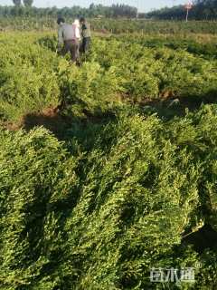 高度50厘米朝鲜黄杨