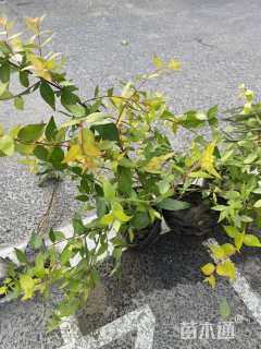 高度30厘米大花六道木