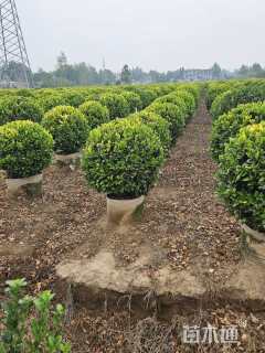 冠幅150厘米金森女贞球