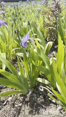 高度40厘米鸢尾