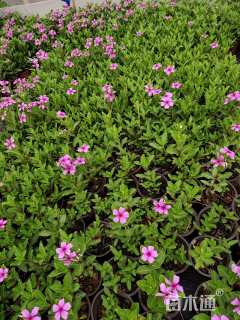 高度30厘米长春花