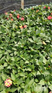 高度20厘米凤仙花